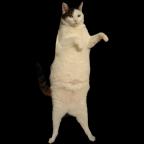 Kitty Cat Dance