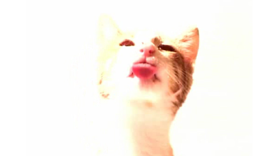 Screen Lick