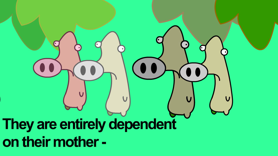 The Pygmy Shrew