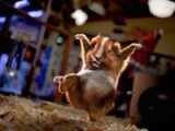 [This is the rodent from the Blockbuster commercial.]
