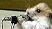 Rock & Roll Hamster (Hamsterwoede)